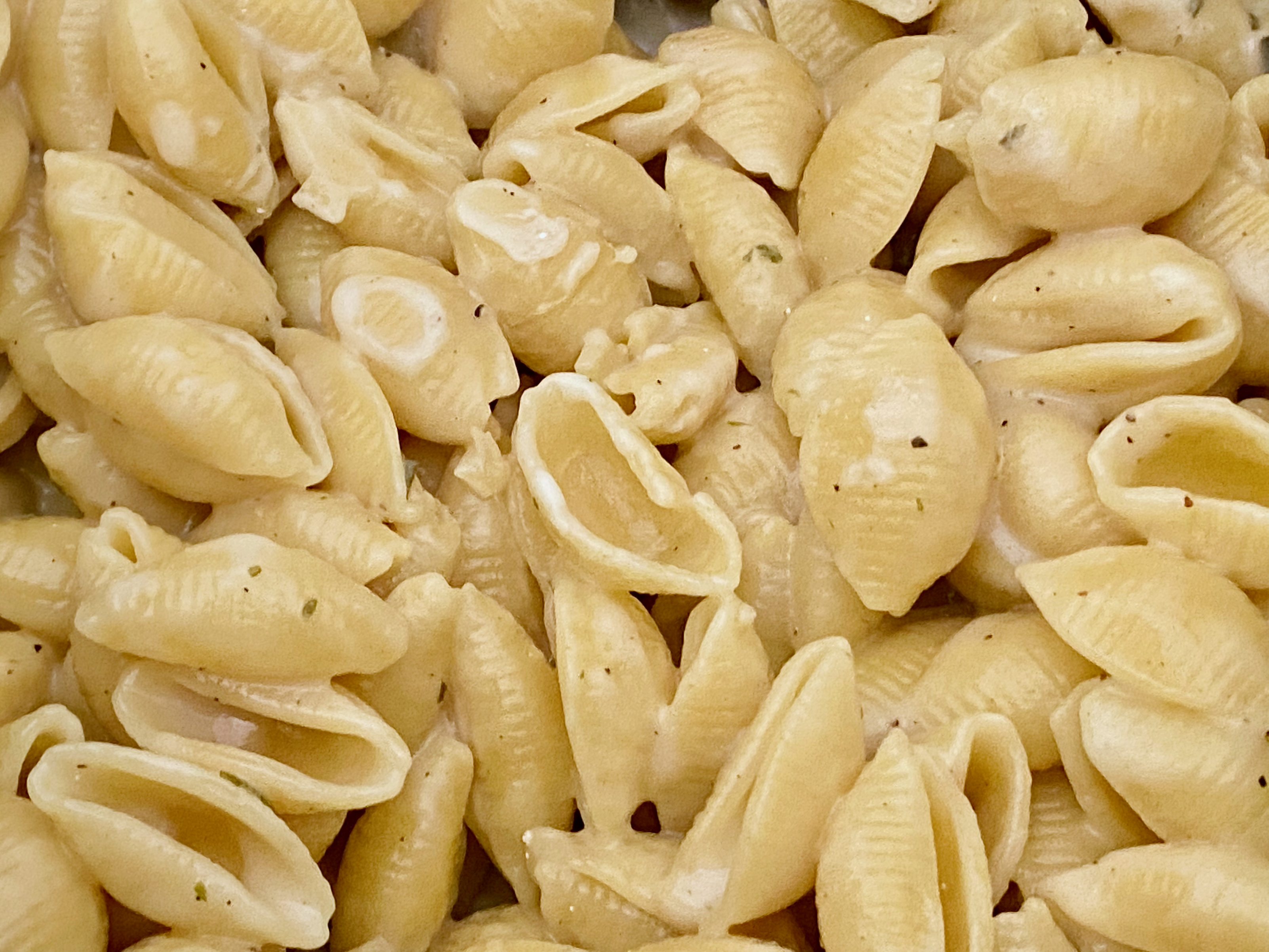 Small shell pasta covered in white cheese sauce with flecks of dark green rosemary.